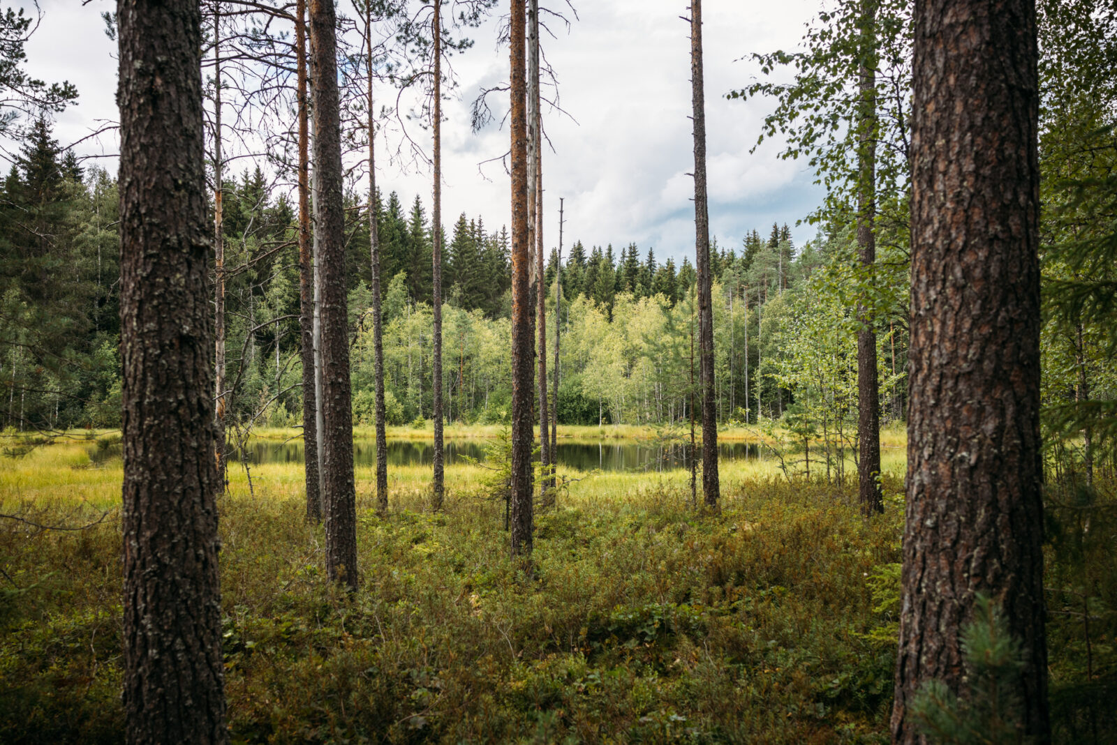 Lahti osallistuu ilmanlaadun bioindikaattoritutkimukseen